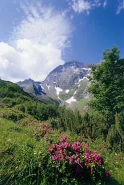 Gaestehaus Danler Neustift im Stubaital Zewnętrze zdjęcie